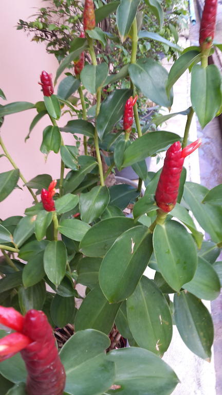 Les Fleurs House Panzió Khaulak Szoba fotó