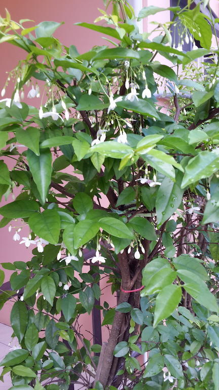 Les Fleurs House Panzió Khaulak Szoba fotó