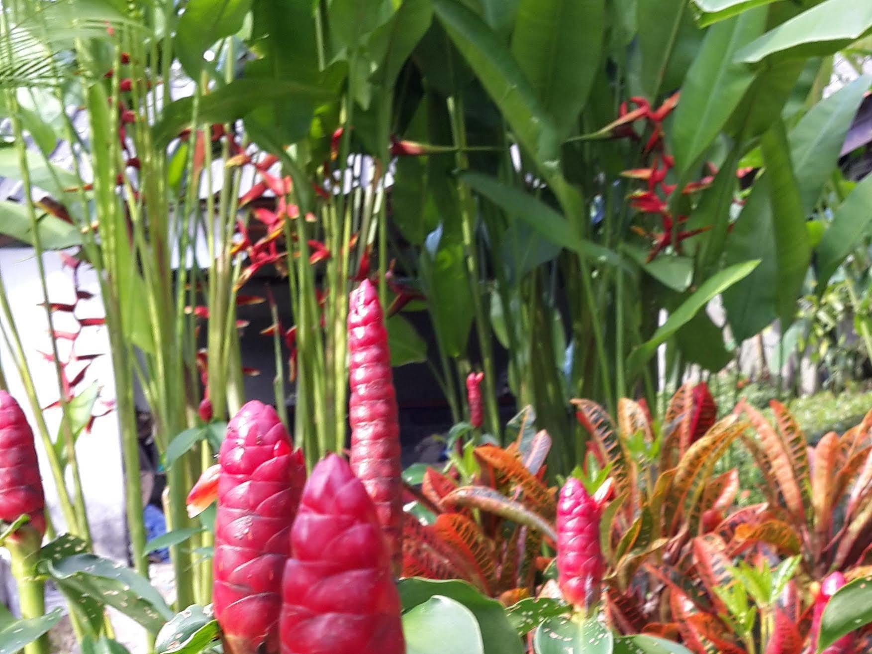 Les Fleurs House Panzió Khaulak Kültér fotó
